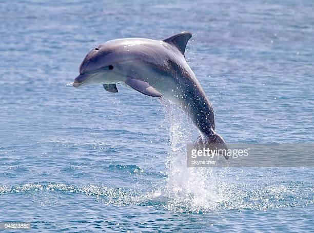 Detail Dolphin Pics Free Nomer 12