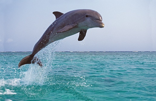 Detail Dolphin Pics Free Nomer 3