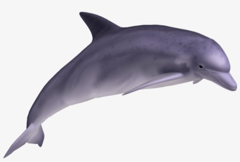 Detail Dolphin Pics Free Nomer 29