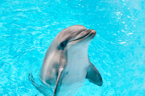 Detail Dolphin Pics Free Nomer 32