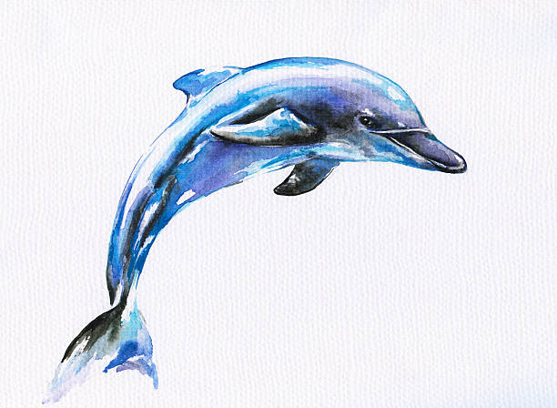 Detail Dolphin Pics Free Nomer 39