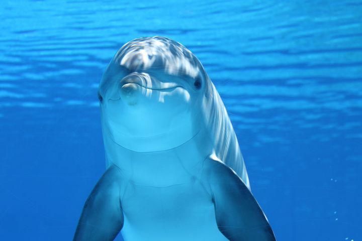 Detail Dolphin Pics Free Nomer 6