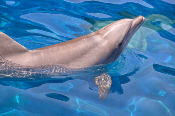 Detail Dolphin Pics Free Nomer 54