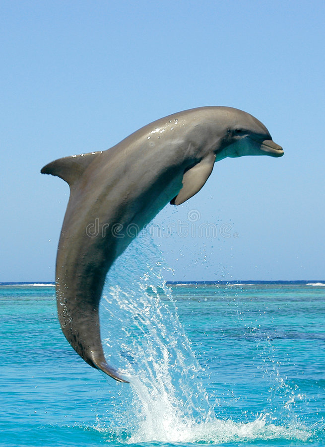 Detail Dolphin Pics Free Nomer 8