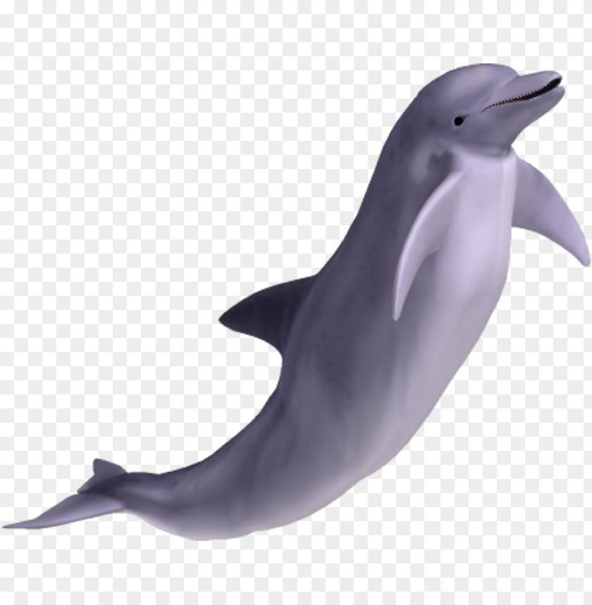 Detail Dolphin Png Transparent Nomer 11