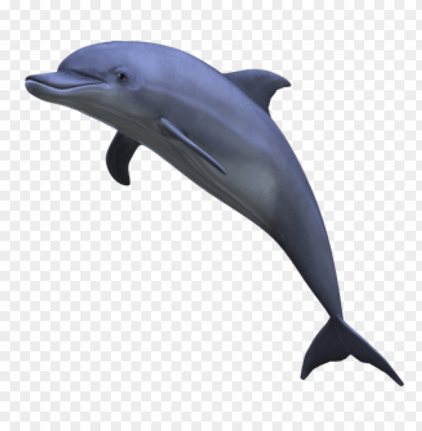 Detail Dolphin Png Transparent Nomer 2