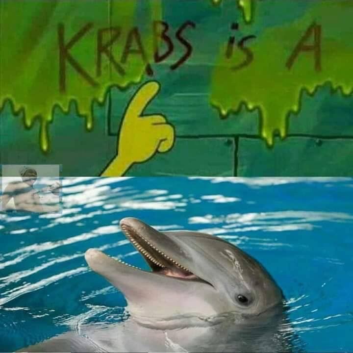 Detail Dolphin Spongebob Meme Nomer 26