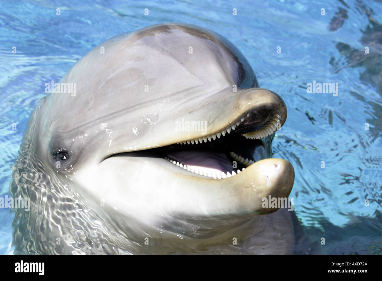 Detail Dolphin Teeth Photo Nomer 11