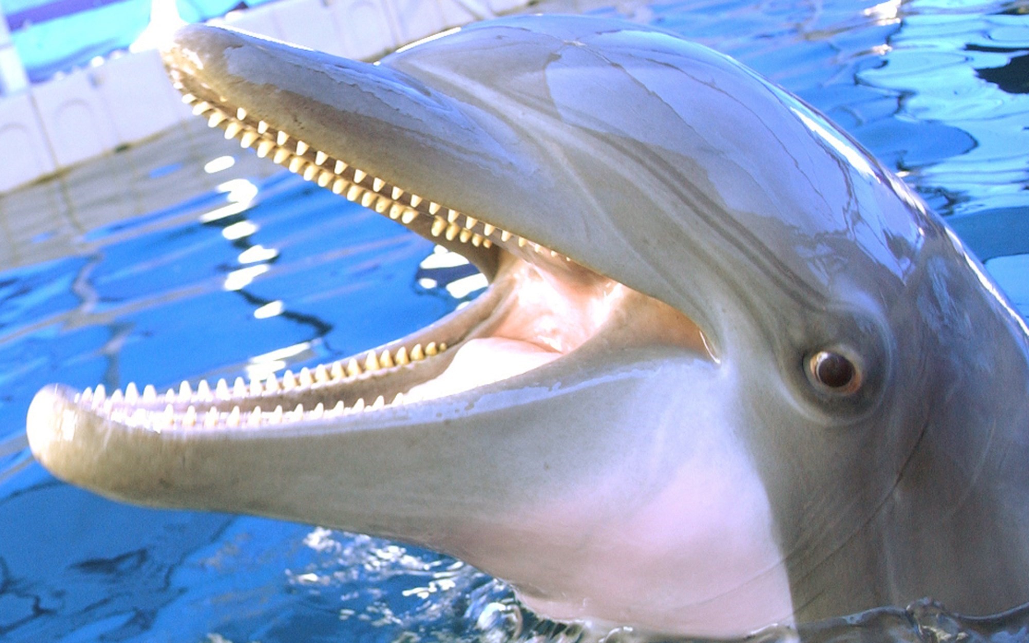 Detail Dolphin Teeth Photo Nomer 3