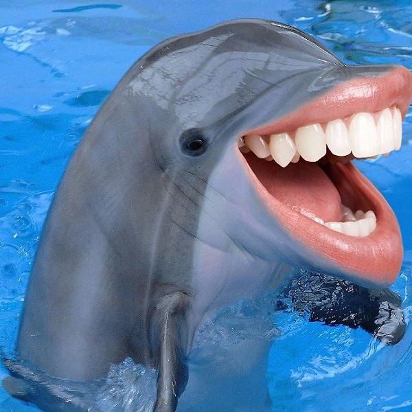 Detail Dolphin Teeth Photo Nomer 20