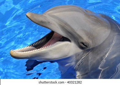 Detail Dolphin Teeth Photo Nomer 34