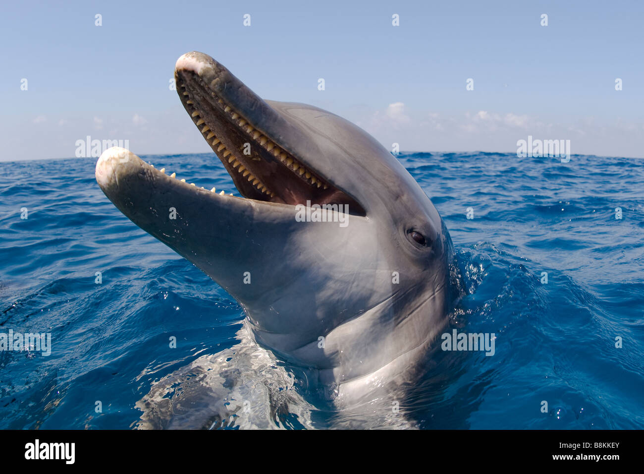 Detail Dolphin Teeth Photo Nomer 36