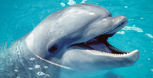 Detail Dolphin Teeth Photo Nomer 42