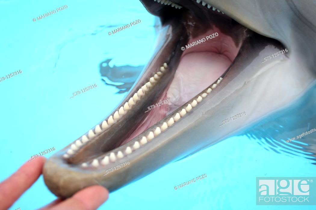 Detail Dolphin Teeth Photo Nomer 48