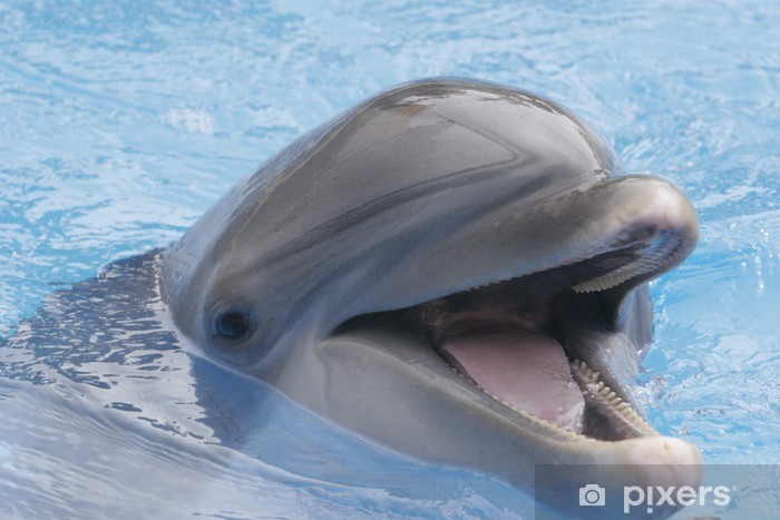 Detail Dolphin Teeth Photo Nomer 51