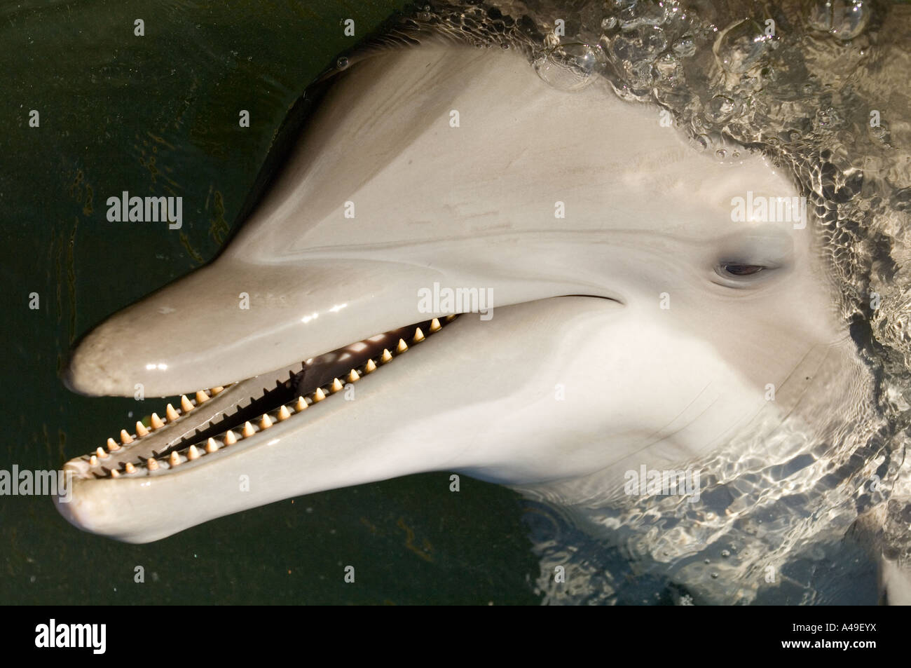 Detail Dolphin Teeth Photo Nomer 52