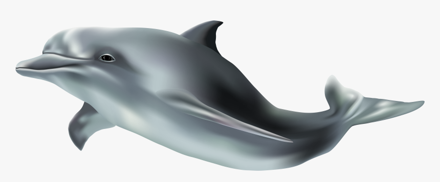 Detail Dolphin Transparent Nomer 10