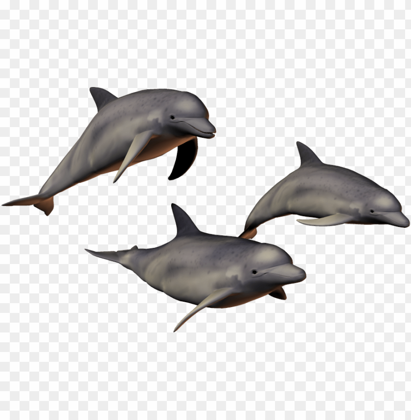 Detail Dolphin Transparent Nomer 13