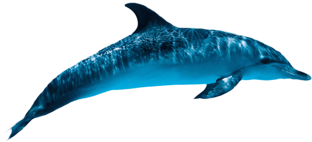 Detail Dolphin Transparent Nomer 15