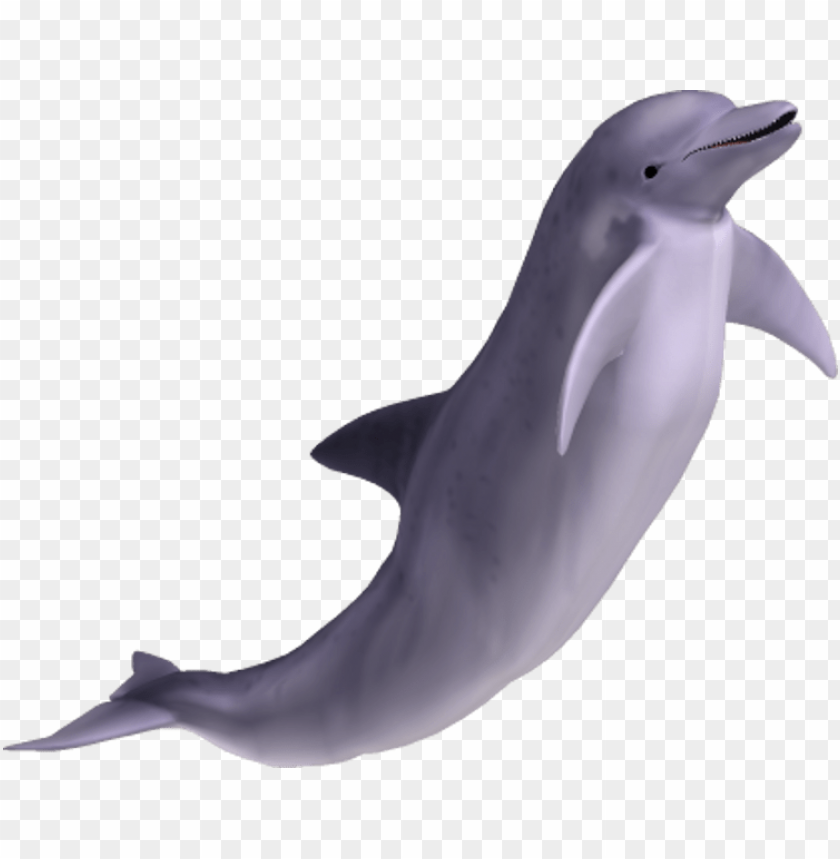 Detail Dolphin Transparent Nomer 16