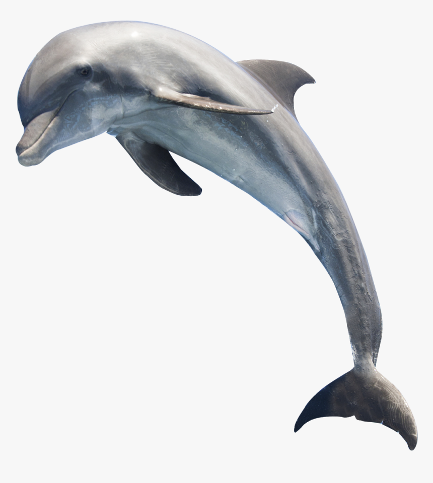 Dolphin Transparent - KibrisPDR