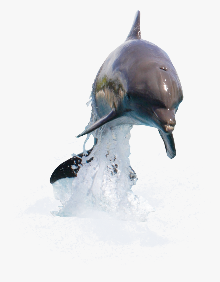 Detail Dolphin Transparent Nomer 19