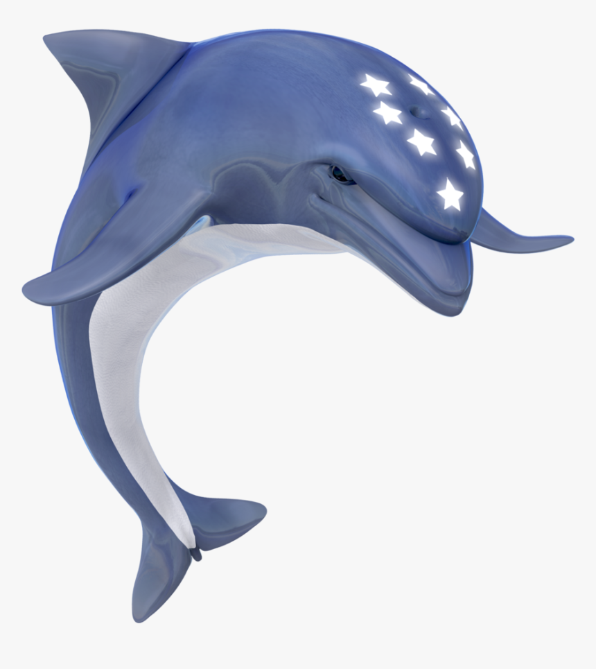 Detail Dolphin Transparent Nomer 20