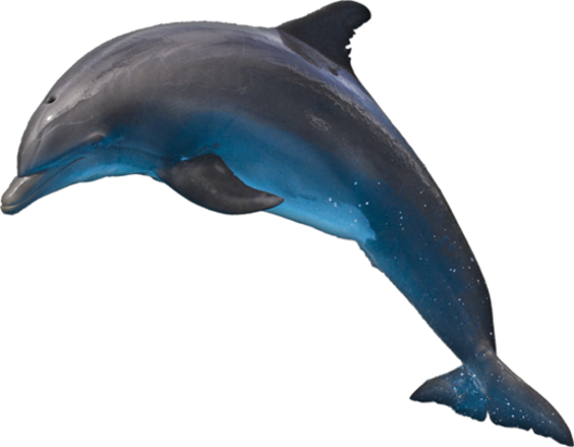 Detail Dolphin Transparent Nomer 21