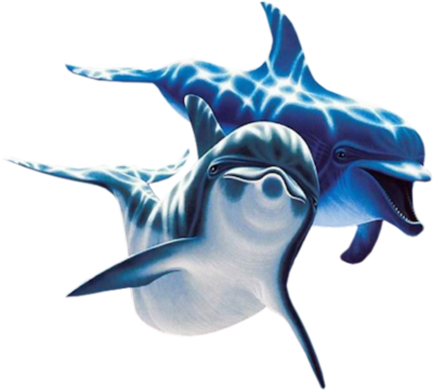 Detail Dolphin Transparent Nomer 24