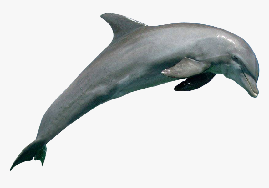 Detail Dolphin Transparent Nomer 2