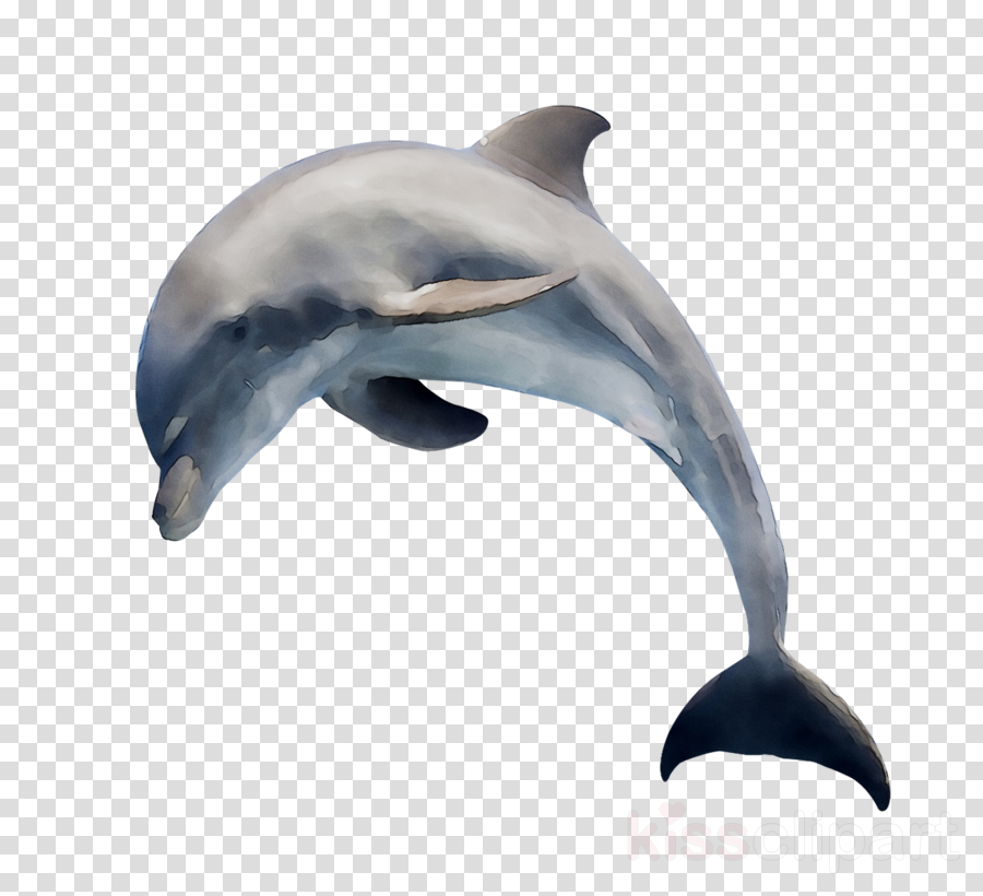 Detail Dolphin Transparent Nomer 26