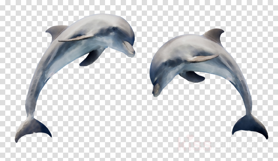 Detail Dolphin Transparent Nomer 27
