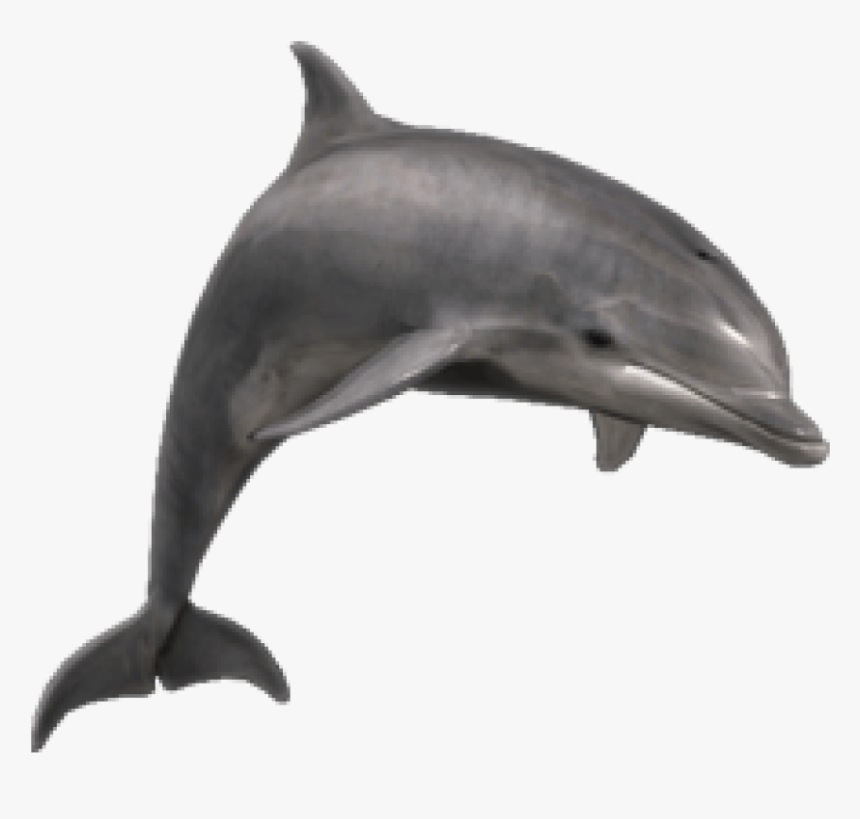 Detail Dolphin Transparent Nomer 3