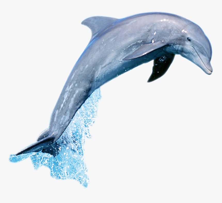 Detail Dolphin Transparent Nomer 37