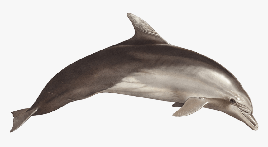 Detail Dolphin Transparent Nomer 38