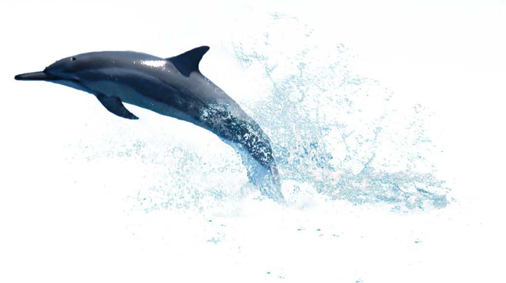 Detail Dolphin Transparent Nomer 48