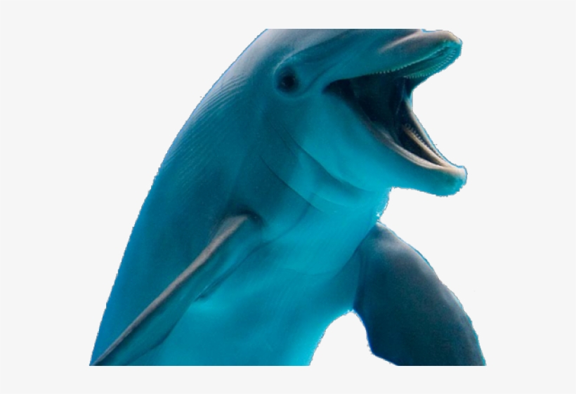 Detail Dolphin Transparent Nomer 49