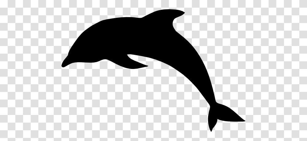 Detail Dolphin Transparent Nomer 53
