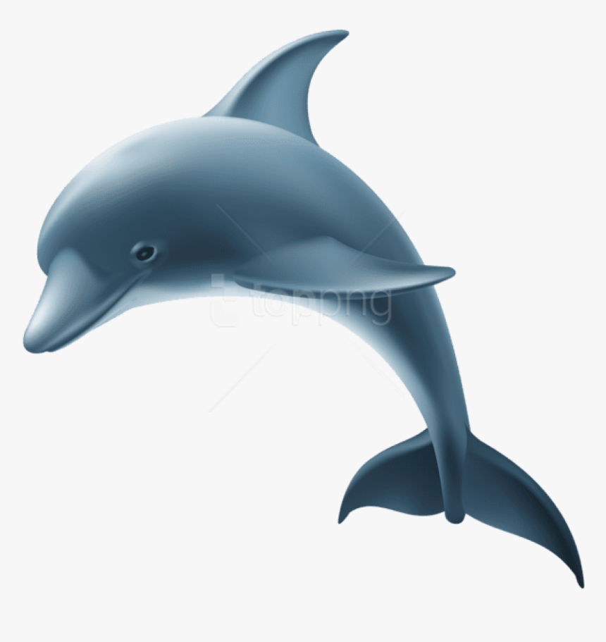Detail Dolphin Transparent Nomer 5