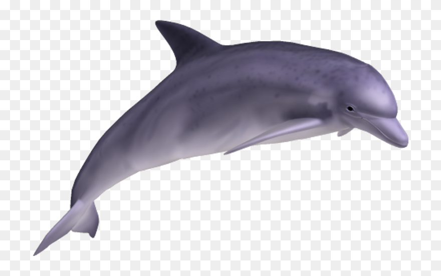 Detail Dolphin Transparent Nomer 7