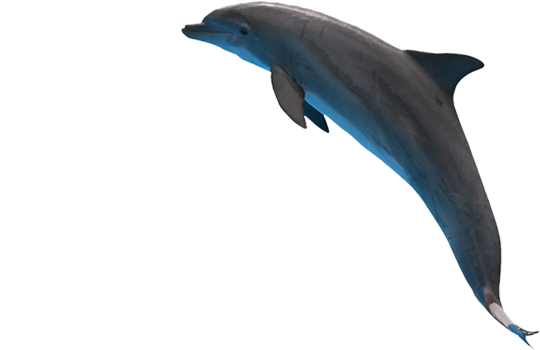 Detail Dolphin Transparent Png Nomer 24