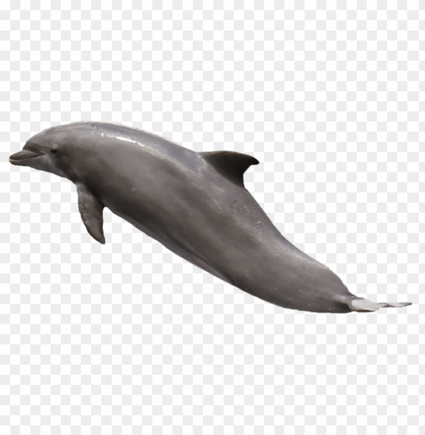 Detail Dolphin Transparent Png Nomer 47