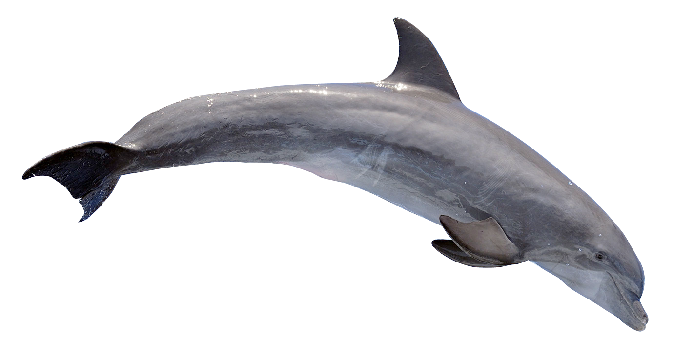 Detail Dolphin Transparent Png Nomer 49