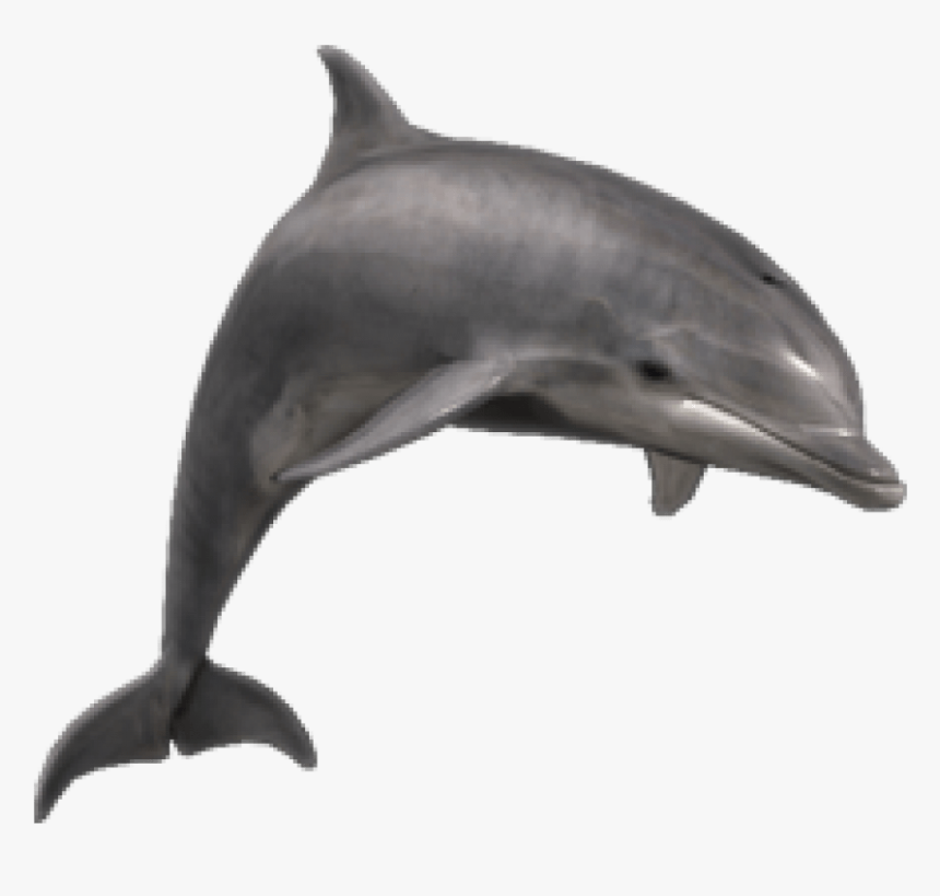 Detail Dolphin Transparent Png Nomer 5