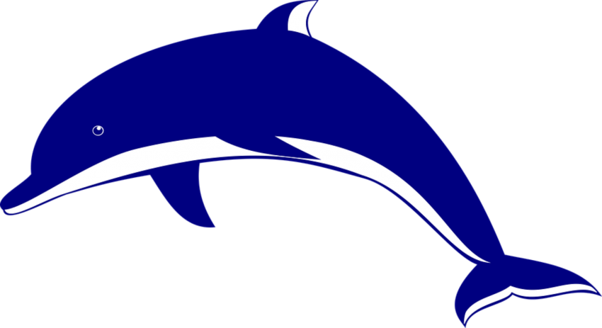 Detail Dolphin Vector Png Nomer 5