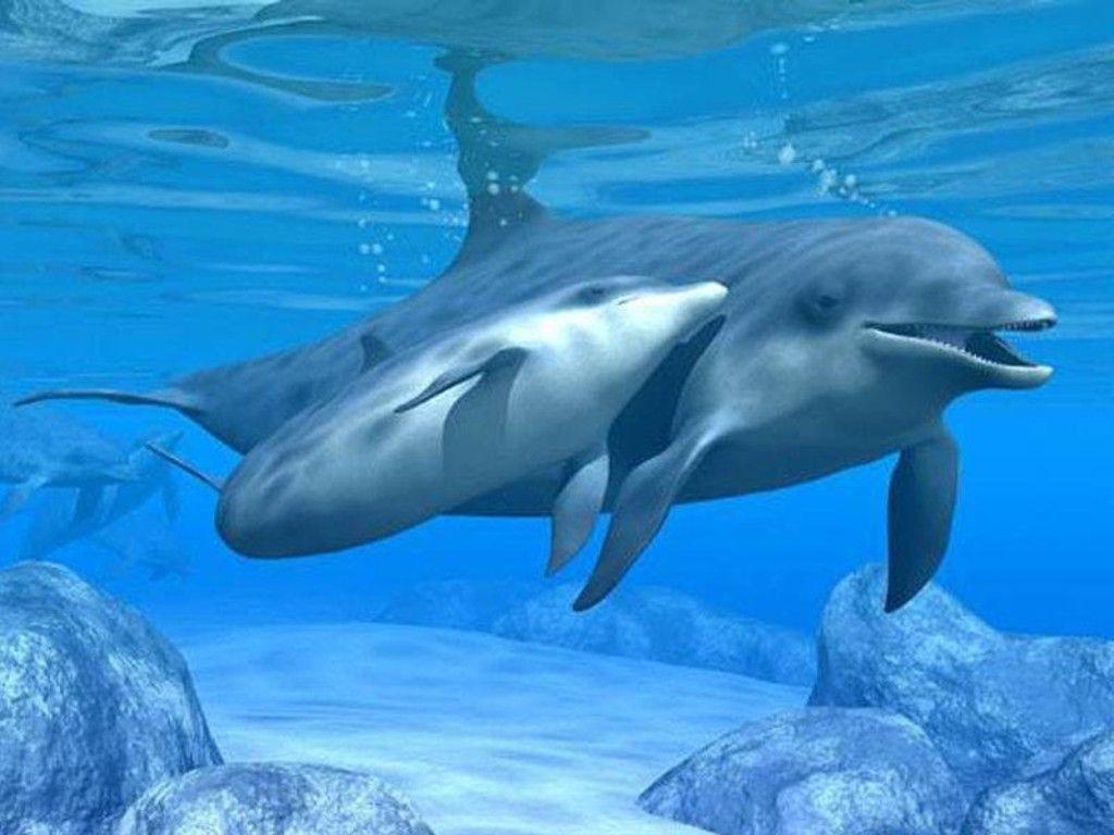 Detail Dolphin Wallpaper Free Download Nomer 13