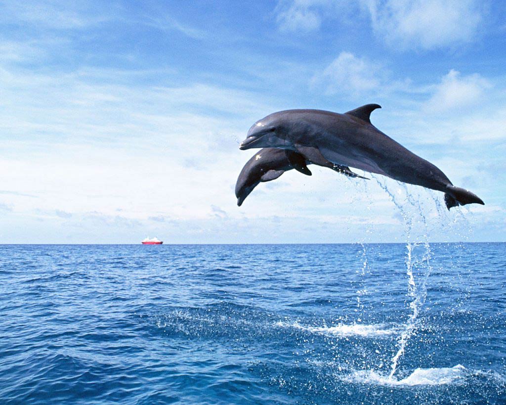 Detail Dolphin Wallpaper Free Download Nomer 24