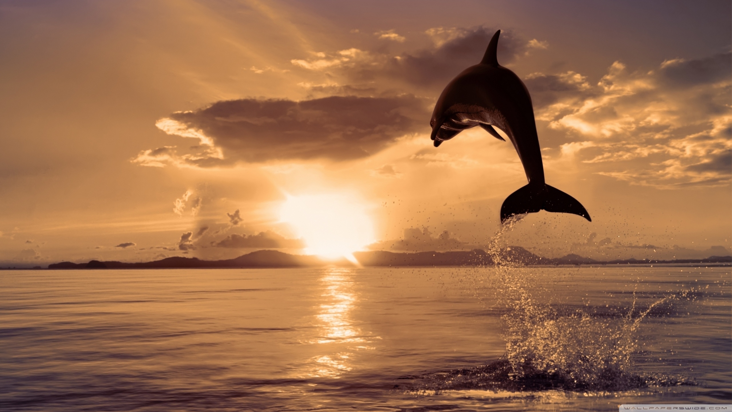 Detail Dolphin Wallpaper Free Download Nomer 43