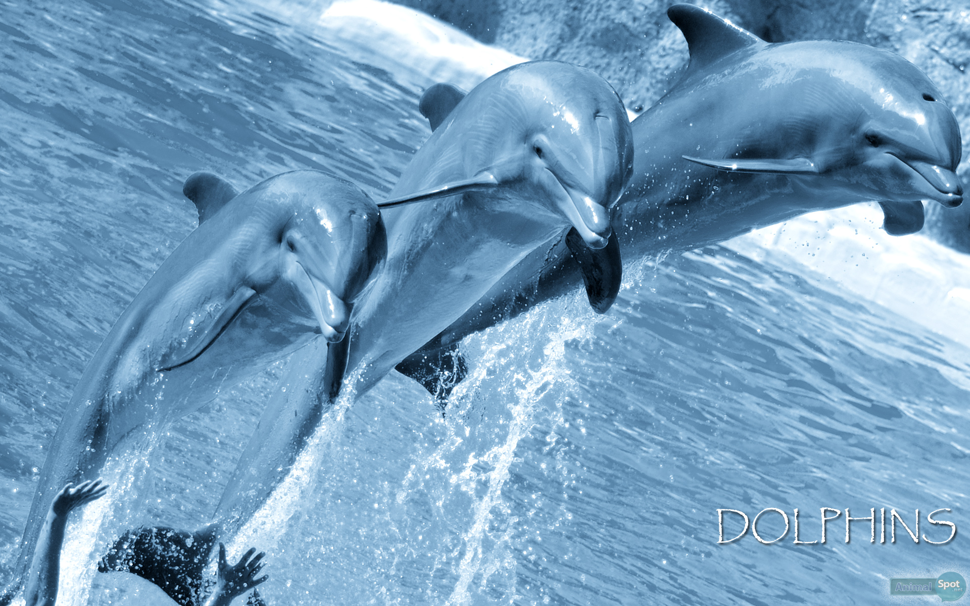 Detail Dolphin Wallpaper Free Download Nomer 47