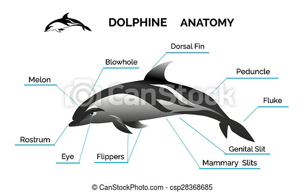 Detail Dolphine Images Nomer 14